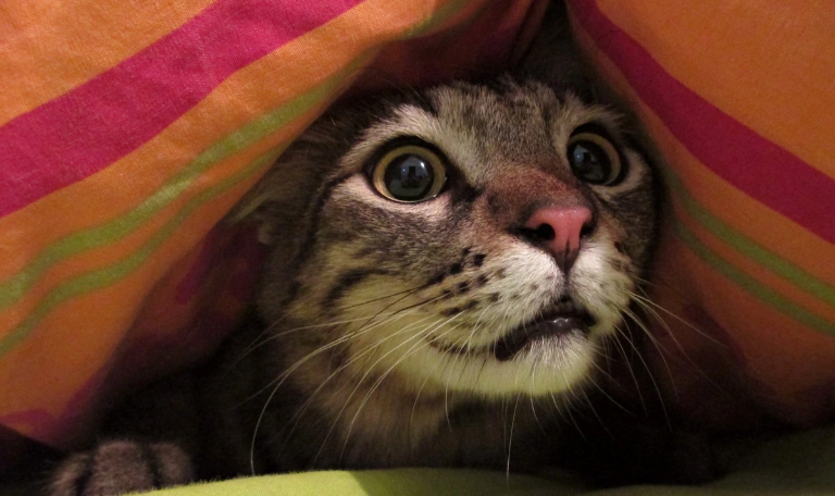 Gato com medo de fogo de artifício