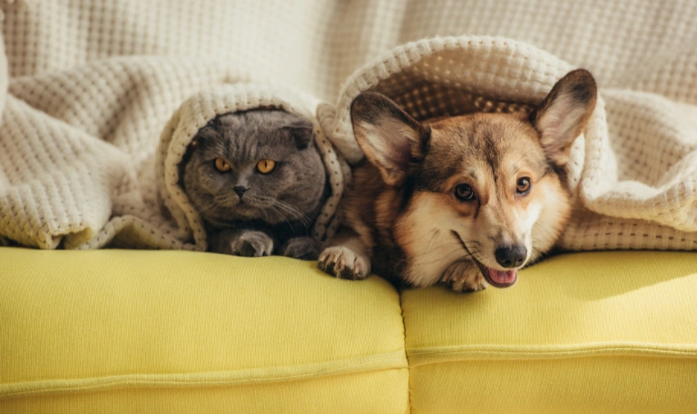 Mitos dos animais de estimação.