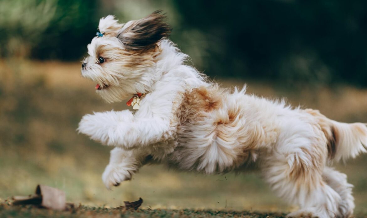 grooming com sessão fotográfica